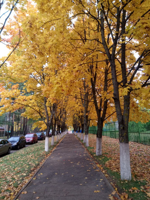 Комментарий с изображением на AdMe.Media