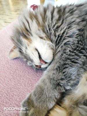 Комментарий с изображением на AdMe.Media