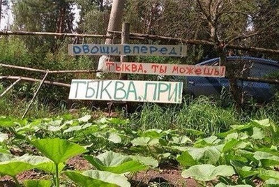 Комментарий с изображением на AdMe.Media