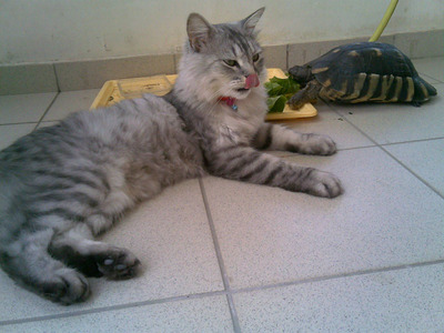 Комментарий с изображением на AdMe.Media