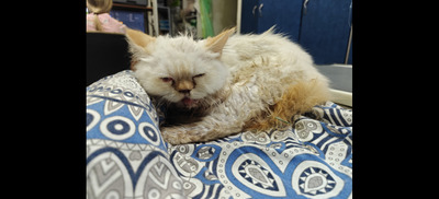 Комментарий с изображением на AdMe.Media