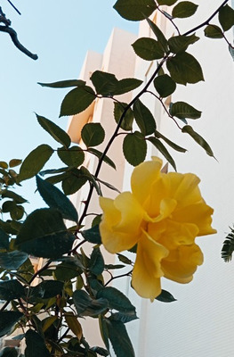 Комментарий с изображением на AdMe.Media