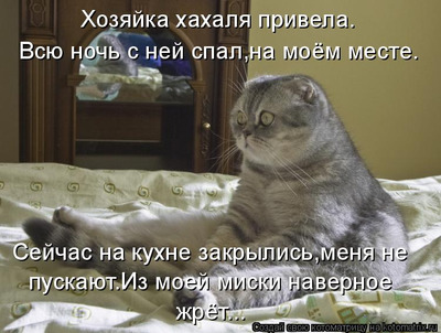 Комментарий с изображением на AdMe.Media