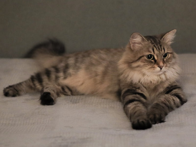 Комментарий с изображением на AdMe.Media