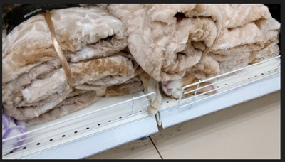 Комментарий с изображением на AdMe.Media