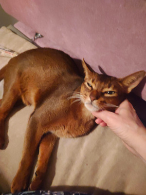 Комментарий с изображением на AdMe.Media