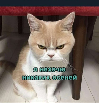 Комментарий с изображением на AdMe.Media