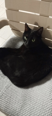 Комментарий с изображением на AdMe.Media