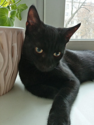 Комментарий с изображением на AdMe.Media