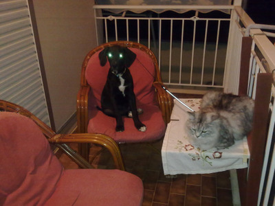 Комментарий с изображением на AdMe.Media