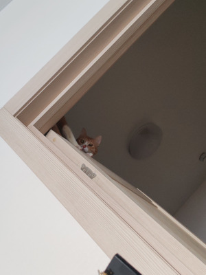 Комментарий с изображением на AdMe.Media