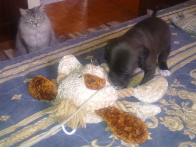 Комментарий с изображением на AdMe.Media