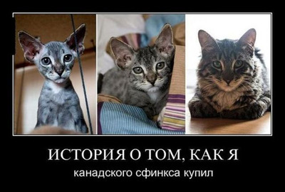 Комментарий с изображением на AdMe.Media