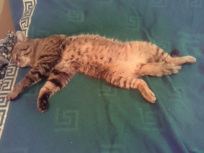 Комментарий с изображением на AdMe.Media