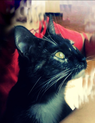 Комментарий с изображением на AdMe.Media