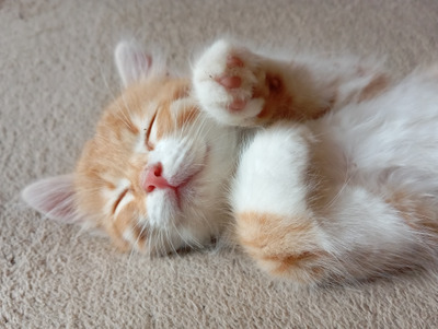 Комментарий с изображением на AdMe.Media