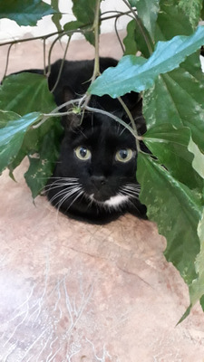 Комментарий с изображением на AdMe.Media