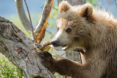 Комментарий с изображением на AdMe.Media