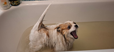 Комментарий с изображением на AdMe.Media