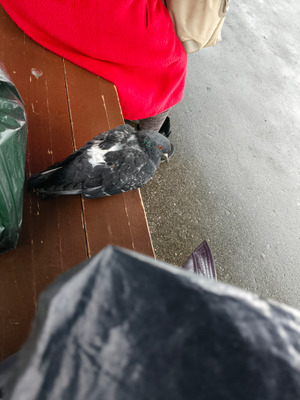 Комментарий с изображением на AdMe.Media