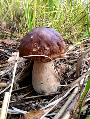 Комментарий с изображением на AdMe.Media