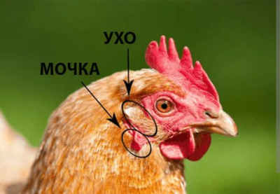 Комментарий с изображением на AdMe.Media