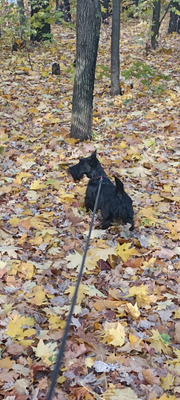 Комментарий с изображением на AdMe.Media