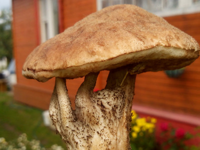 Комментарий с изображением на AdMe.Media