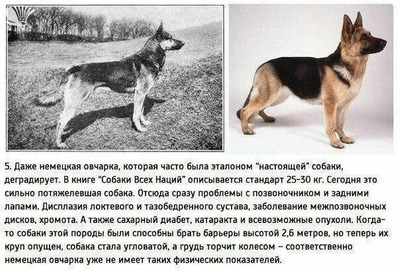 Комментарий с изображением на AdMe.Media