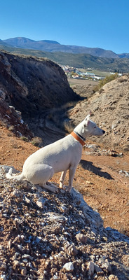 Комментарий с изображением на AdMe.Media
