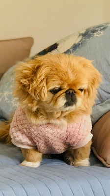 Комментарий с изображением на AdMe.Media