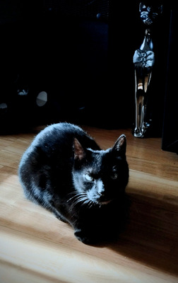 Комментарий с изображением на AdMe.Media