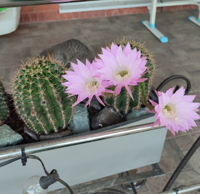 Комментарий с изображением на AdMe.Media