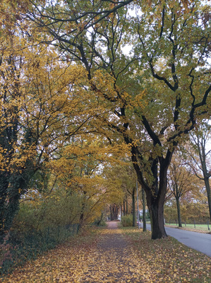 Комментарий с изображением на AdMe.Media