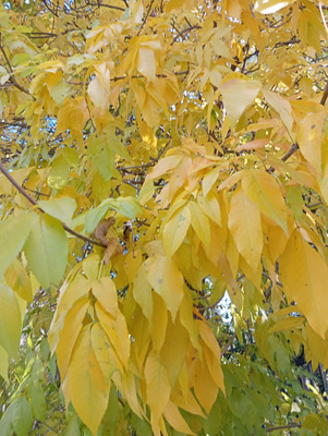 Комментарий с изображением на AdMe.Media