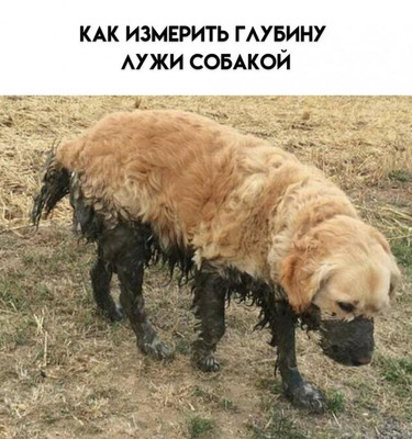 Комментарий с изображением на AdMe.Media