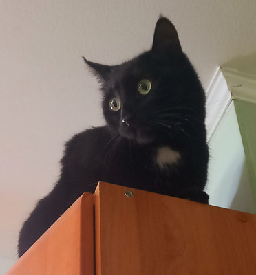 Комментарий с изображением на AdMe.Media