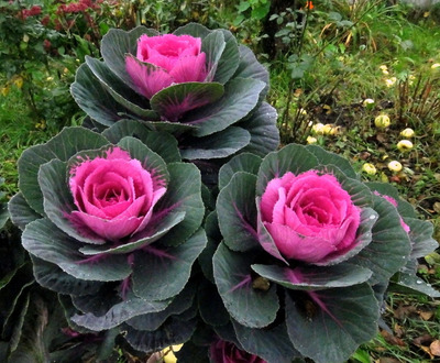 Комментарий с изображением на AdMe.Media