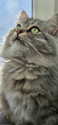 Комментарий с изображением на AdMe.Media