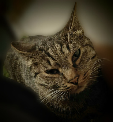 Комментарий с изображением на AdMe.Media