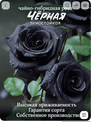 Комментарий с изображением на AdMe.Media