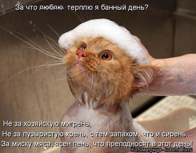 Комментарий с изображением на AdMe.Media