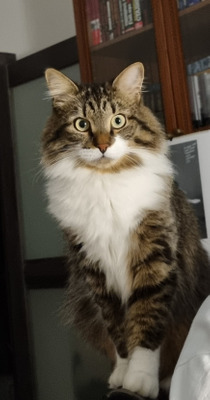 Комментарий с изображением на AdMe.Media