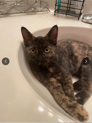 Комментарий с изображением на AdMe.Media