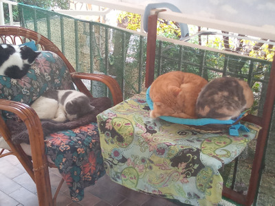 Комментарий с изображением на AdMe.Media