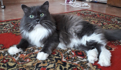 Комментарий с изображением на AdMe.Media