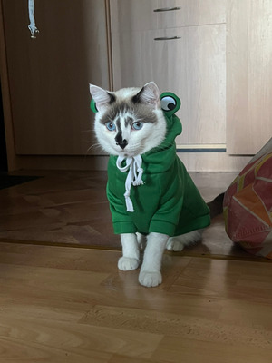 Комментарий с изображением на AdMe.Media