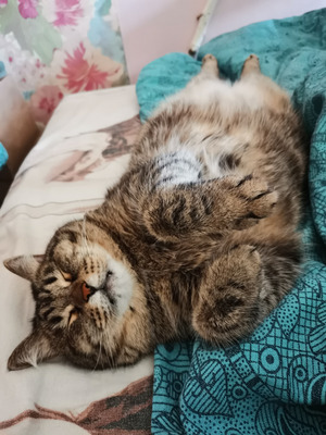 Комментарий с изображением на AdMe.Media