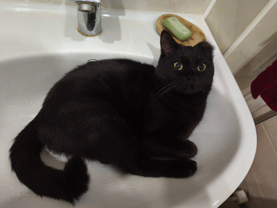 Комментарий с изображением на AdMe.Media