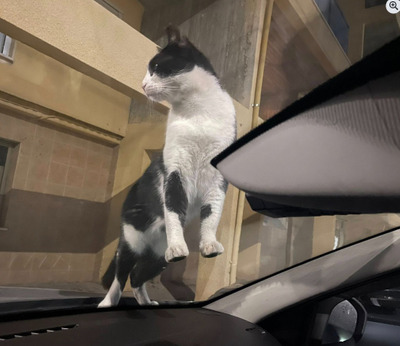 Комментарий с изображением на AdMe.Media